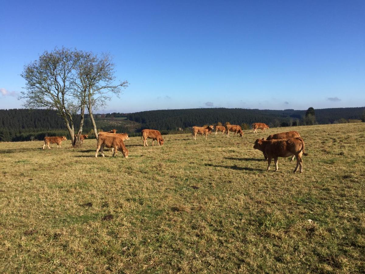 Chalet De Charme, Le "Caribou Lodge", Eifel Belge 불랑쥬 외부 사진